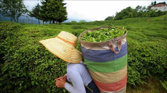 Çay üreticilerinin ödemeleri Kurban bayramından önce yatacak