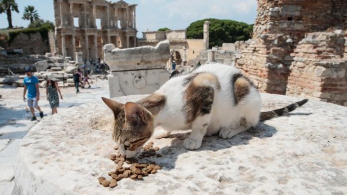 Antik kent sahipsiz kedilere yuva oldu