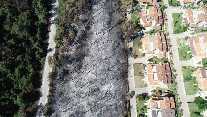 Mudanya'ya tutuşmayan ağaçlar dikilecek