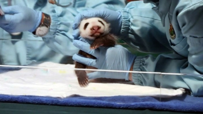 Çin'de yeni doğan pandaların sağlık durumları iyi