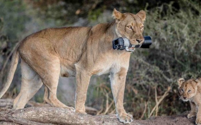 Makinesi aslanların oyuncağı olan fotoğrafçı