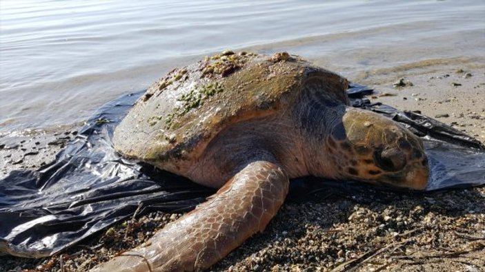 Muğla'da deniz kaplumbağası kurtarma operasyonu