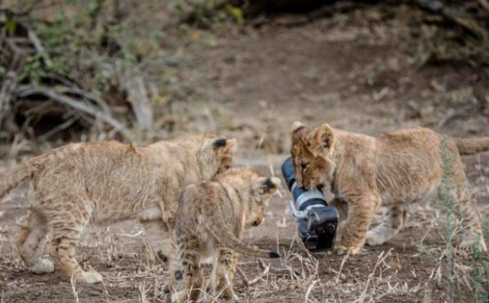 Makinesi aslanların oyuncağı olan fotoğrafçı