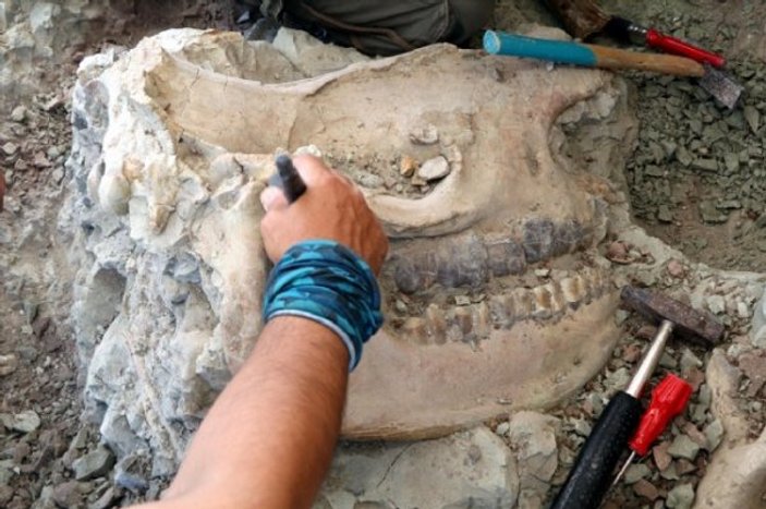 Çankırı'da 8,5 milyon yıllık fosil bulundu