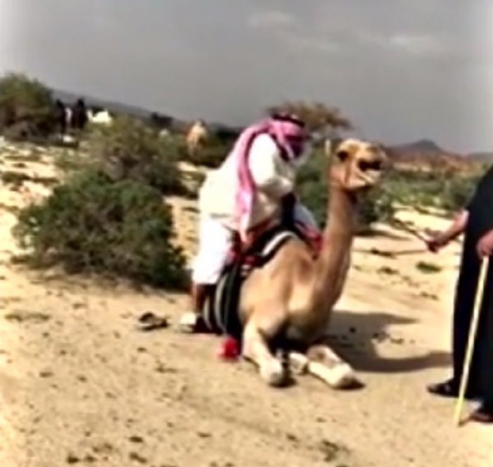 Üzerine binen ağır adamı taşıyamayan deve