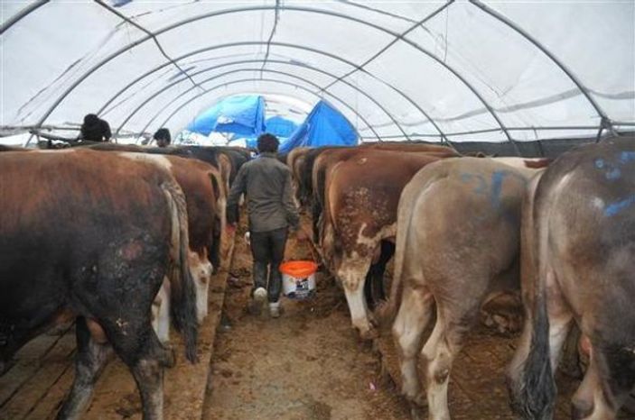 d Sultangazi'de kurban pazarında yoğunluk
