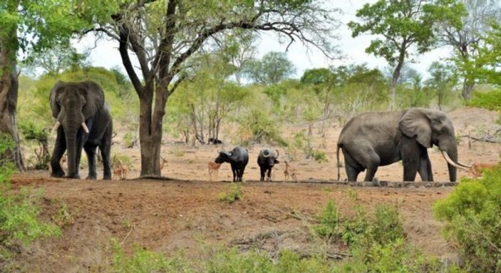 Afrika’da safari için en çılgın rotalar