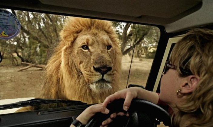 Afrika’da safari için en çılgın rotalar