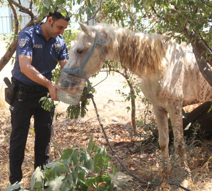 İşkence yapılan atın yardımına polis yetişti