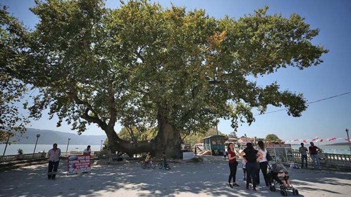 Tarihe tanıklık eden çınarlar