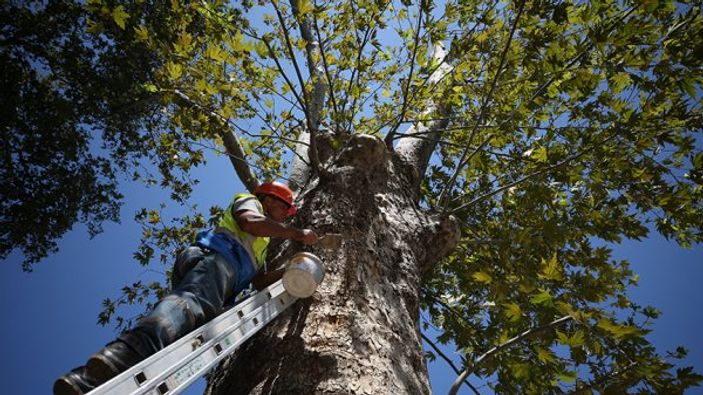 Tarihe tanıklık eden çınarlar