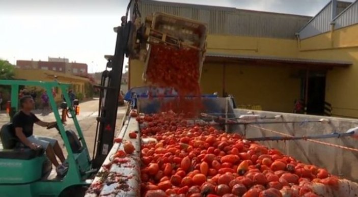 La Tomatina festivali için domatesler hazır