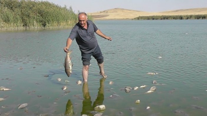 Konya’da binlerce ölü balık göl kıyısına vurdu