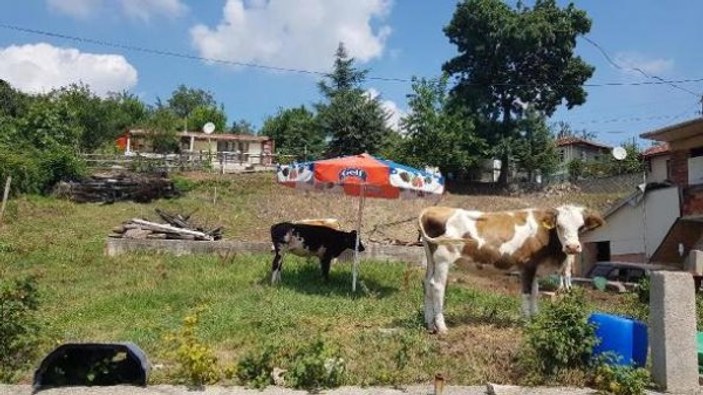 Yozgat'ta 19 köyde şarbon karantinası