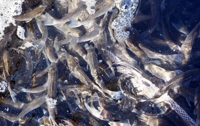 Bodrum'da 35 bin levrek yavrusu denize bırakıldı