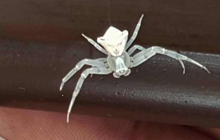 Evinde köşeli yengeç örümceği besliyor