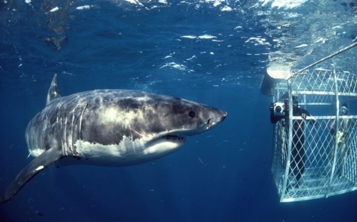 Köpek balığı kafes dalışı için dünyanın en iyi yerleri