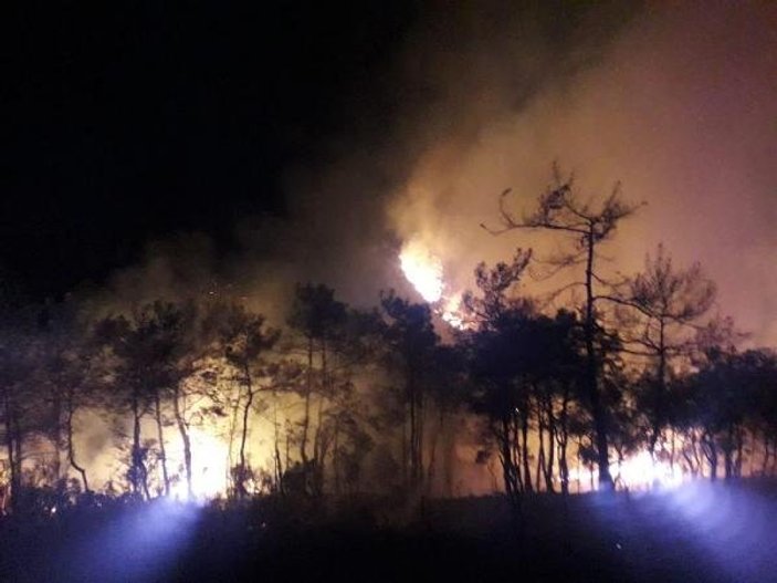 Muğla'da kızılçam ormanı yangını