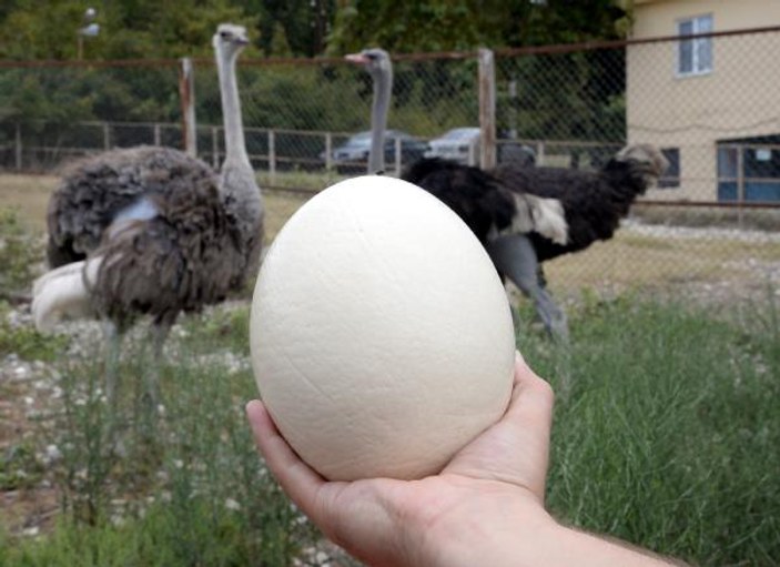 Deve kuşu yumurtasının boşu 100 liradan satılıyor