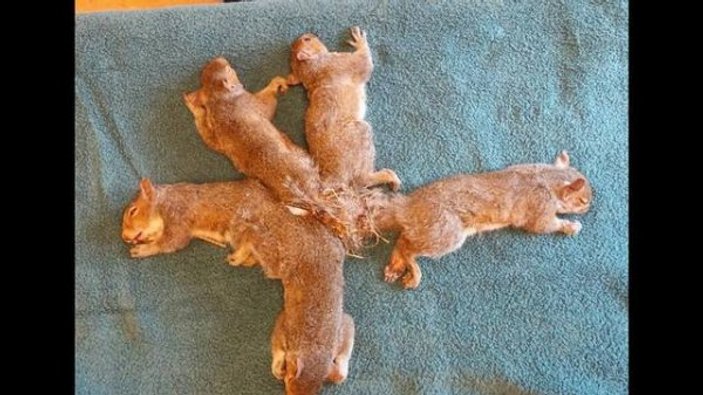 Kuyrukları birbirine dolanan yavru sincaplar kurtarıldı