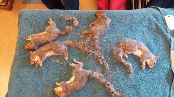 Kuyrukları birbirine dolanan yavru sincaplar kurtarıldı
