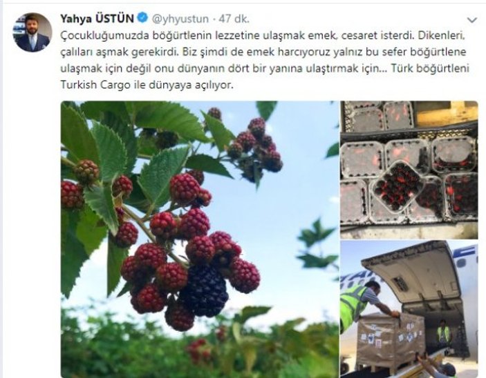 Türk böğürtlenini, Turkish Cargo dünyaya taşıyor