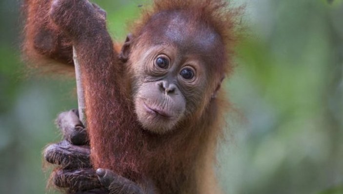 Beren Saat orangutanlar için 11 bin imza topladı