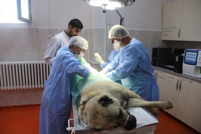 Kangallardaki tümör ameliyatla alındı