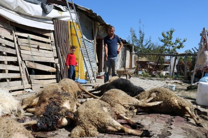 Sivas'ta başıboş köpekler koyunları telef etti