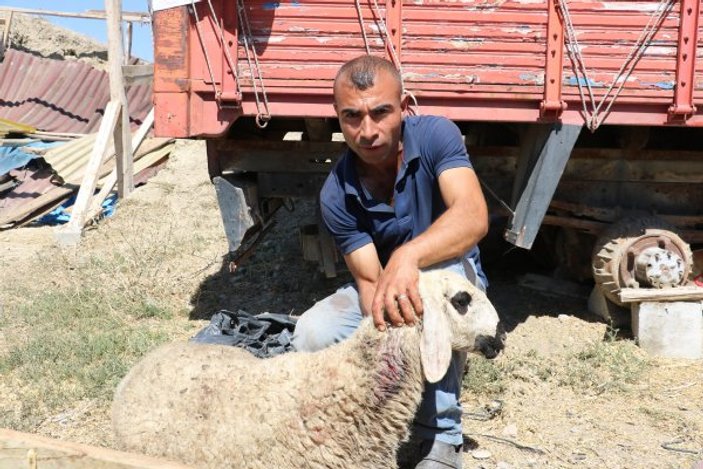 Sivas'ta başıboş köpekler koyunları telef etti