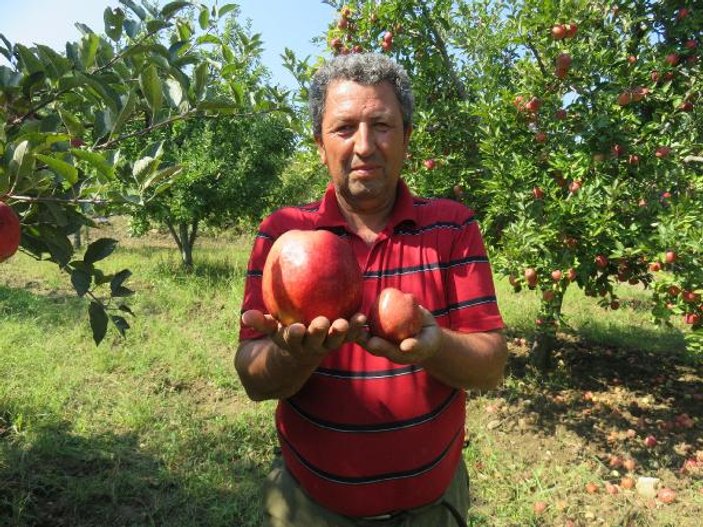Çanakkale'de yetişen 1 kilo 105 gramlık elma