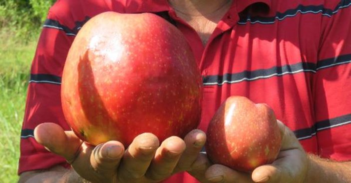 Çanakkale'de yetişen 1 kilo 105 gramlık elma