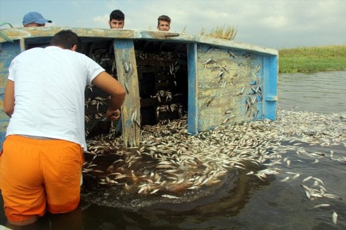 Hatay'da balık ölümleri