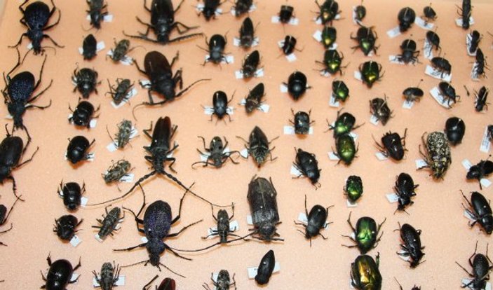 10 yılda 100 bin böcek toplayıp müze yaptılar