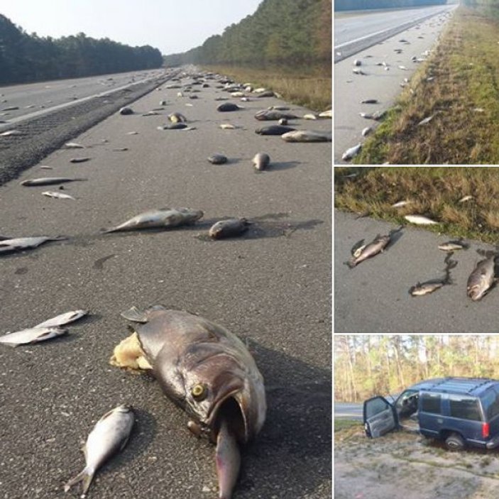 ABD'de otobanda yüzlerce ölü balık bulundu