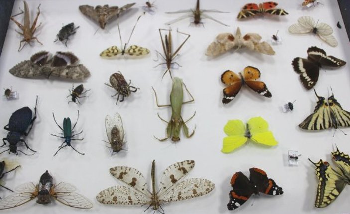 10 yılda 100 bin böcek toplayıp müze yaptılar