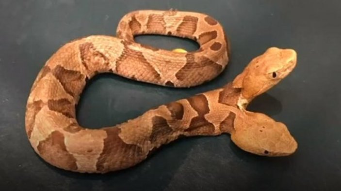 ABD'de çift başlı yılan bulundu