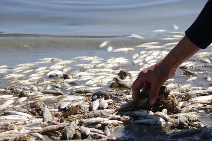 Kütahya'da toplu balık ve kerevit ölümleri