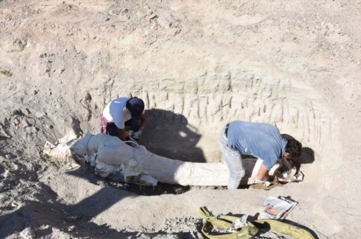 Kayseri'de bulunan fil fosilleri özel yöntemle taşındı