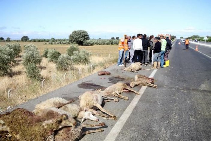 Otobüs sürüye çarptı, gebe koyunlar öldü