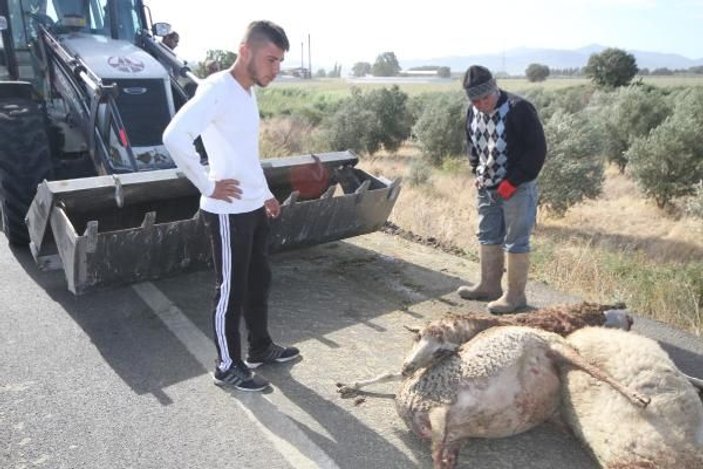 Otobüs sürüye çarptı, gebe koyunlar öldü