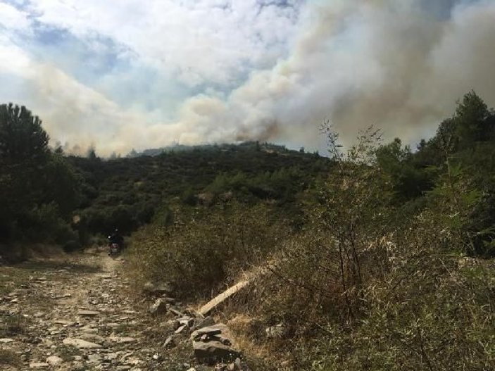 Aydın'da ağaçlandırma sahası yandı