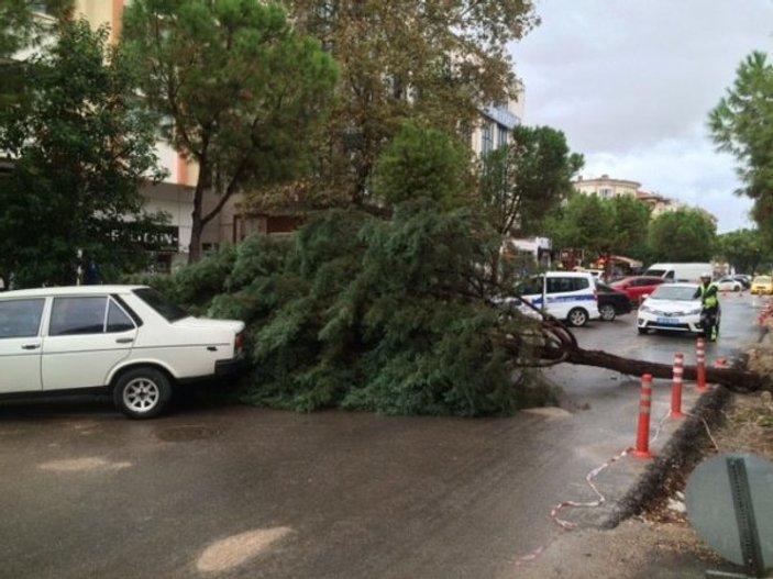 Fırtına Muğla'da bir ağacı otomobilin üstüne devirdi
