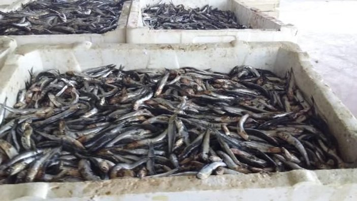 Bursa'da 13 ton balığa el konuldu