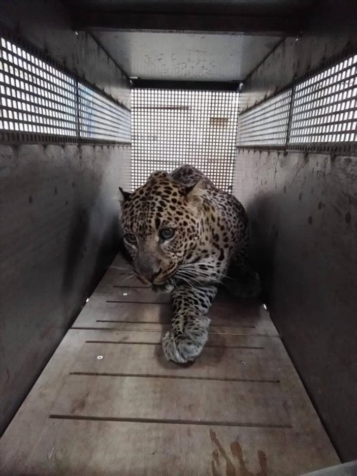 Turkish Cargo vahşi hayvanları güvenle taşıdı