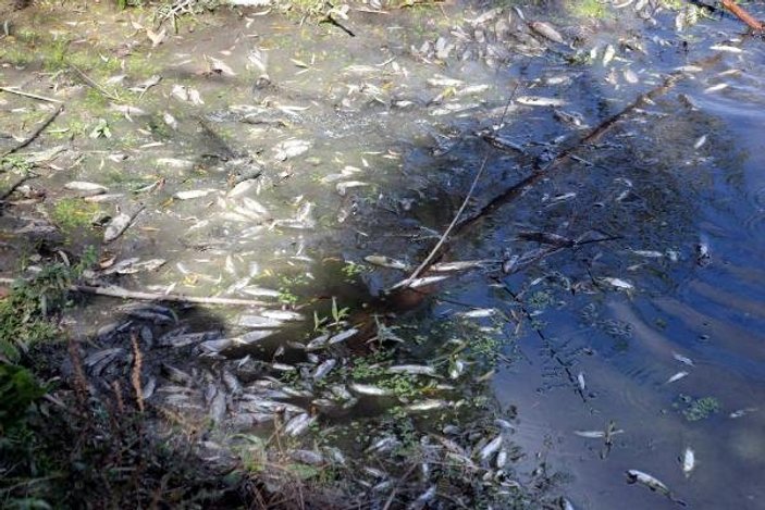 Gerede'de çayda toplu balık ölümüne inceleme