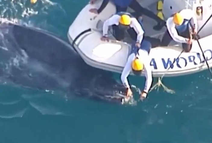 Avustralya'da bebek balina ağlara takıldı