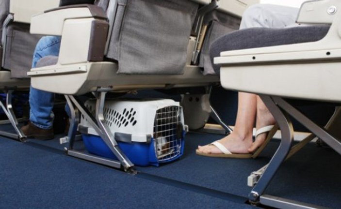 Evcil hayvanınız da Türk Hava Yolları’yla güvende