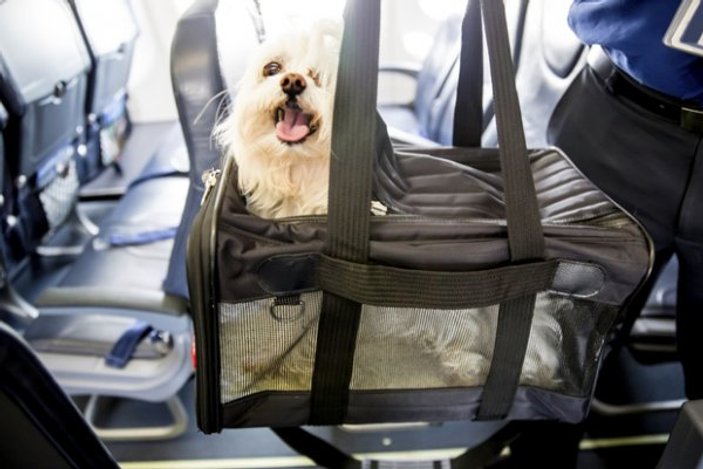 Evcil hayvanınız da Türk Hava Yolları’yla güvende
