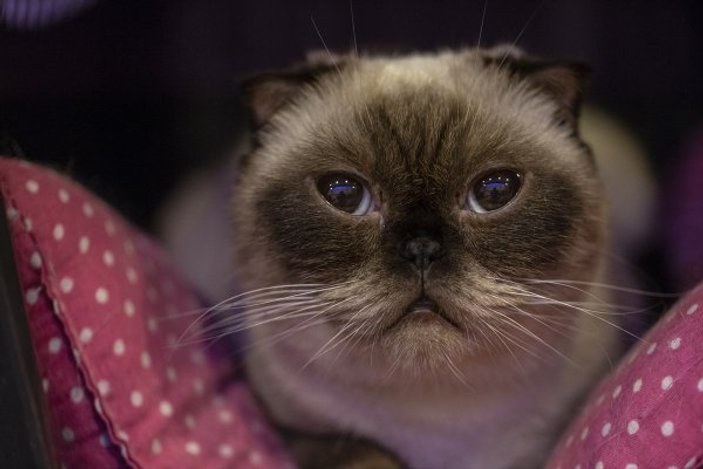 Başkent'te Kedi Güzellik Festivali düzenlendi